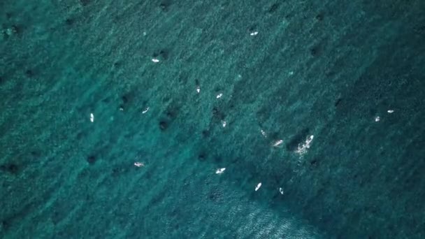 Luchtfoto van surfers in de oceaan — Stockvideo