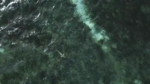 Vista aérea do tubarão em um oceano — Vídeo de Stock