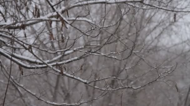Winter. Schneefall. Schnee. Weihnachtsschneeflocken — Stockvideo