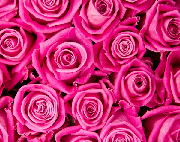 Roze bloemen — Stockfoto