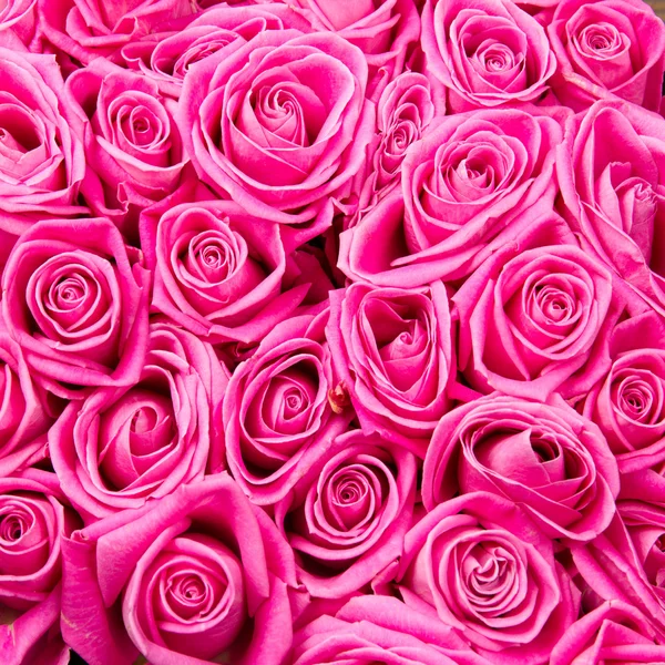 Roze bloemen — Stockfoto