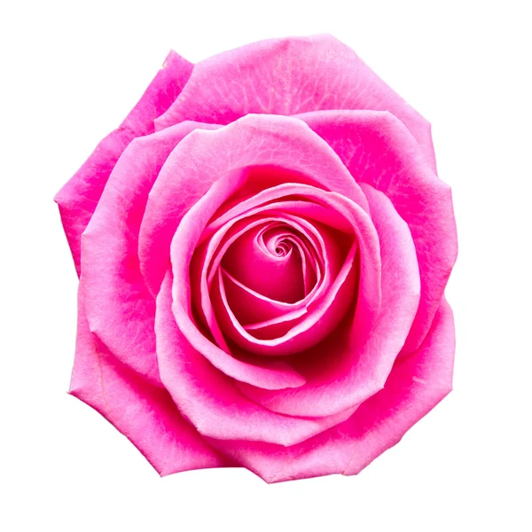 Роза цветёт — стоковое фото
