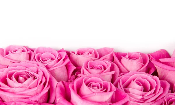 Flores de rosas — Foto de Stock