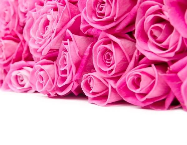 Fioriture di rosa — Foto Stock