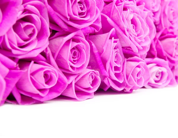 Flores de rosas — Foto de Stock