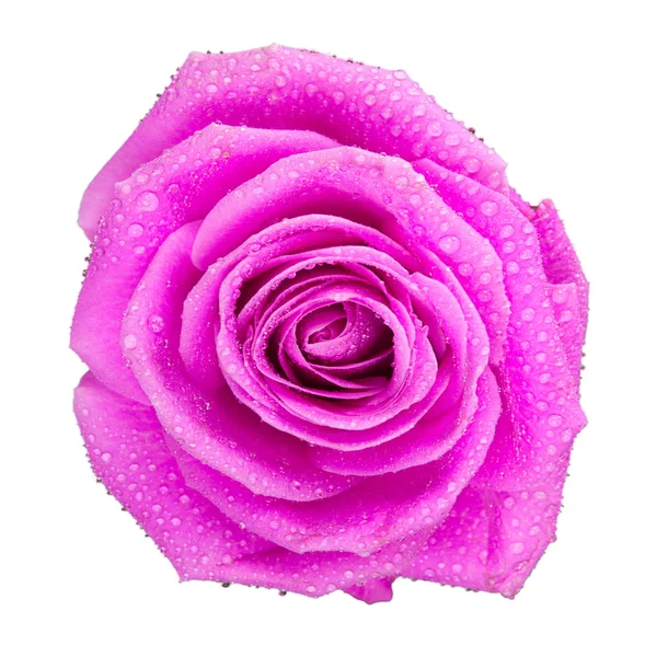 Fleur de rose — Photo