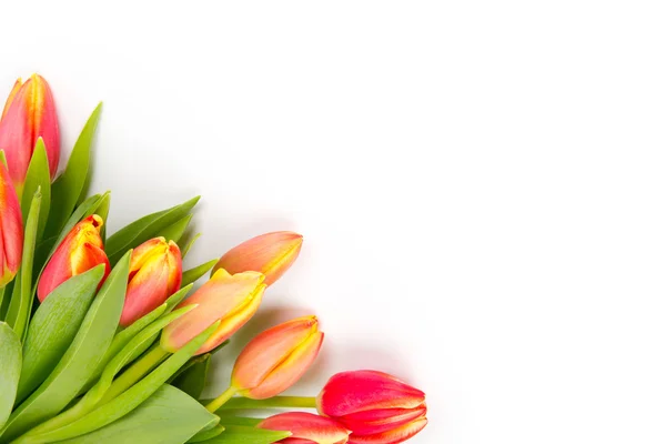 Tulpenstrauß — Stockfoto