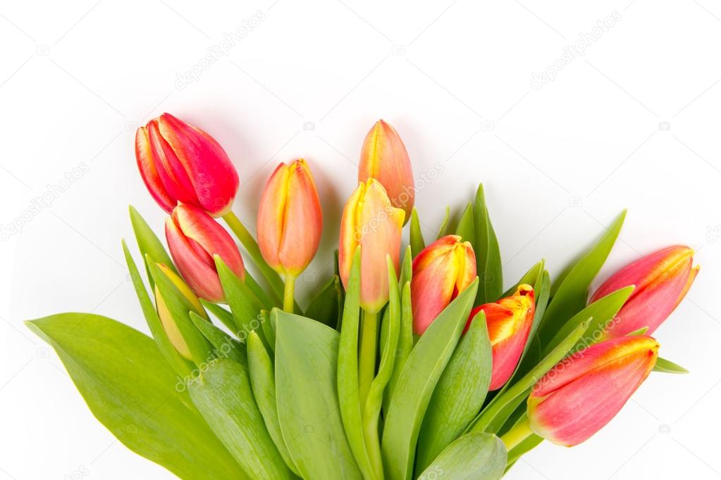 Tulip bouquet