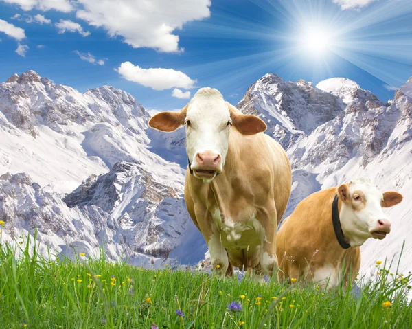 Twee koeien — Stockfoto