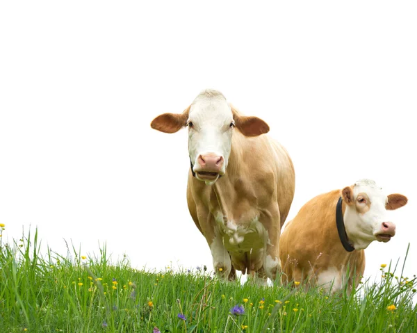 Two cows — Stock Photo, Image