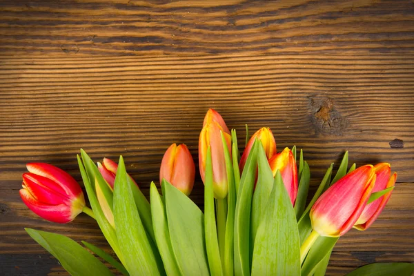 Tulip boeket — Stockfoto