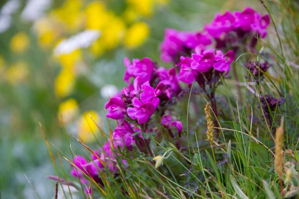 Flower — Stock Photo, Image