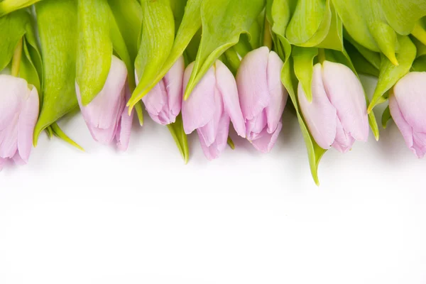 Tulip boeket — Stockfoto