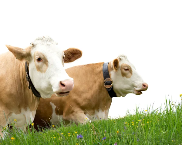 Two cows — Stock Photo, Image