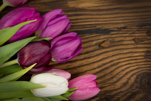Bukiet tulipan — Zdjęcie stockowe