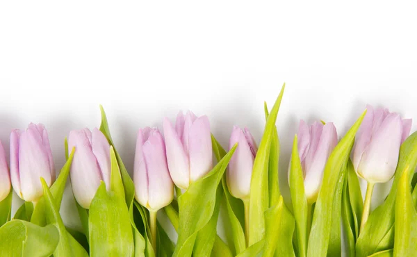 Buket tulip — Stok Foto