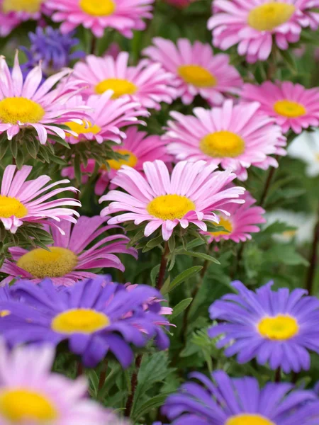 Aster florece —  Fotos de Stock