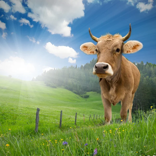 Kuh im Stehen — Stockfoto