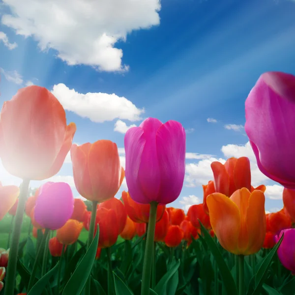 Tulpenfeld — Stockfoto