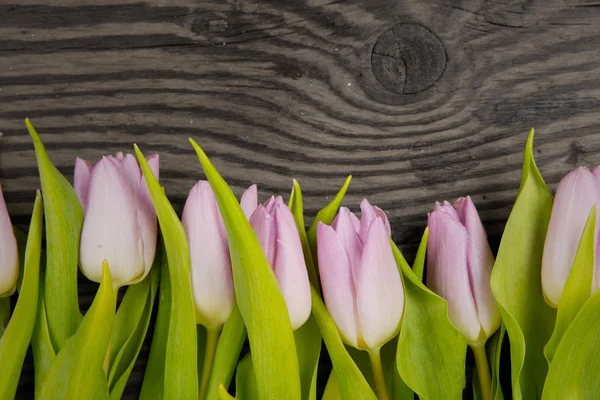 Bouquet di tulipano — Foto Stock