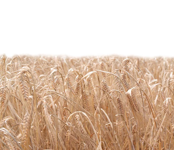 Wheat field — Stock Photo, Image