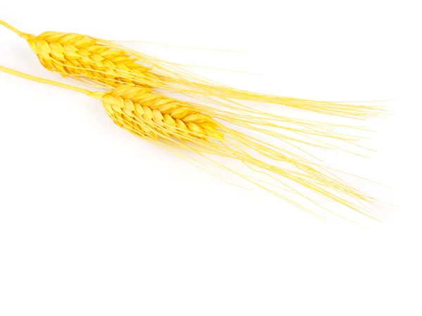 Шипы пшеницы — стоковое фото