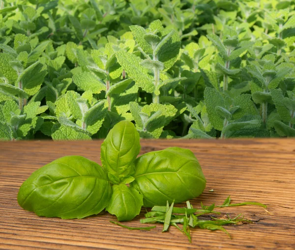 Basil isolated — Stock Photo, Image