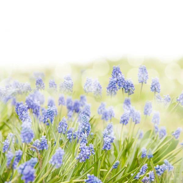 Blue hyacinth — Stock Photo, Image