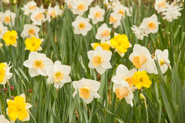 Daffodilos — Fotografia de Stock