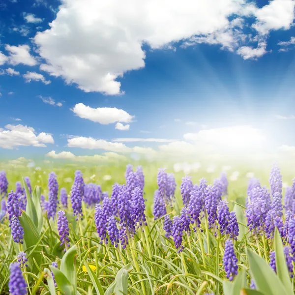 Blue hyacinth — Stock Photo, Image