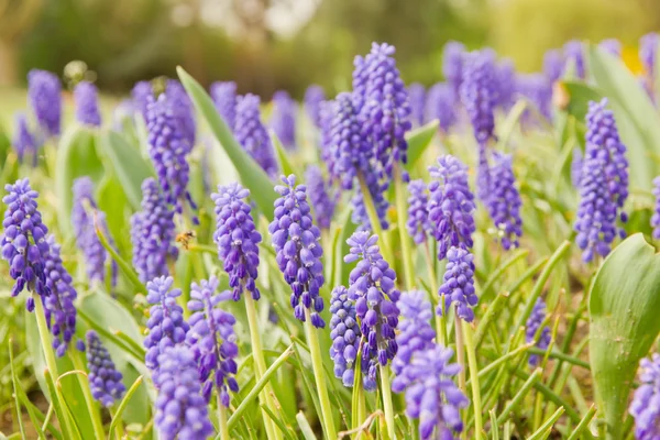 Blue hyacinth — Stock Photo, Image