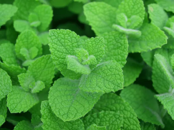 Mint abstract — Stock Photo, Image