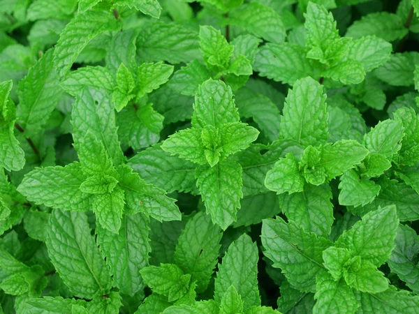 Mint abstract — Stock Photo, Image