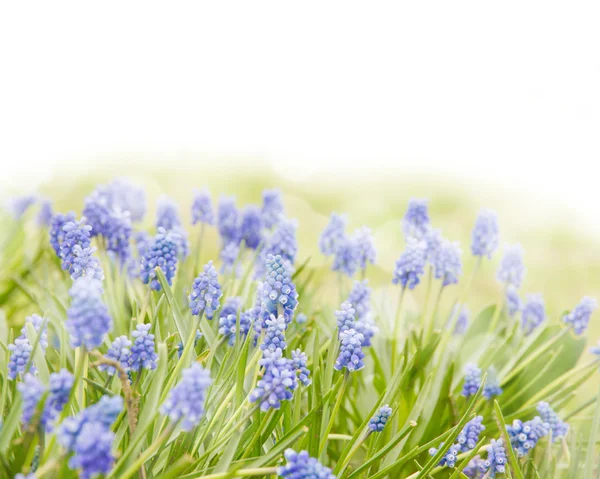 Blå hyacint — Stockfoto