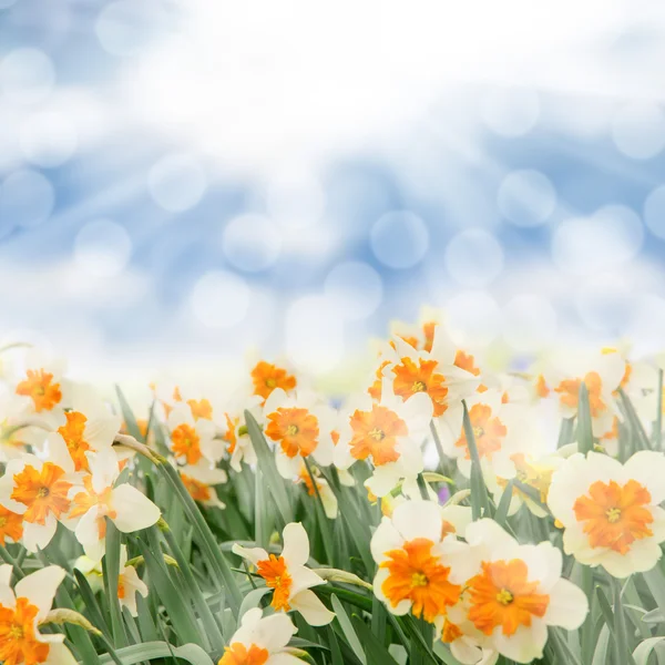 Daffodil — Stock Photo, Image