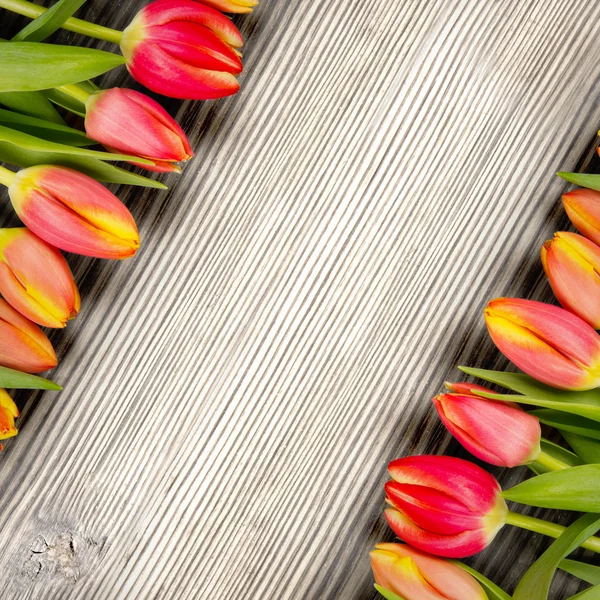 Tulipes — Stock fotografie