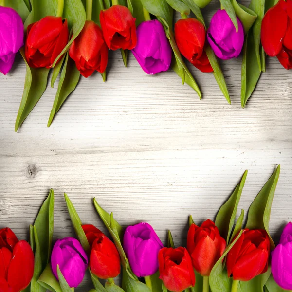 Tulipes — ストック写真