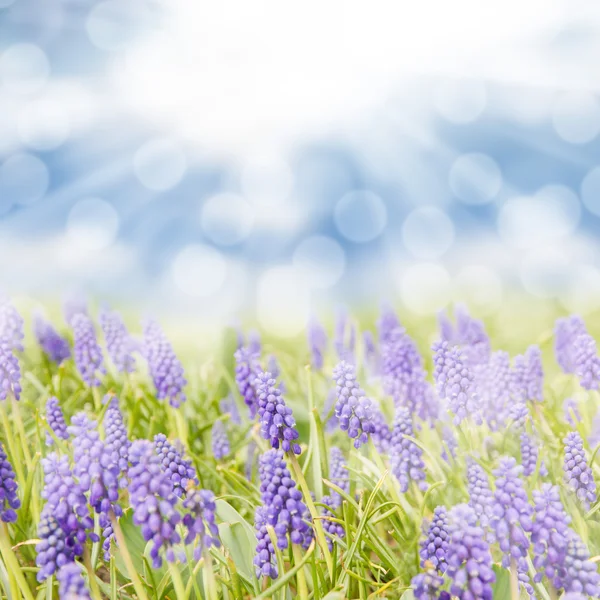 Blue hyacinth — Stock Photo, Image