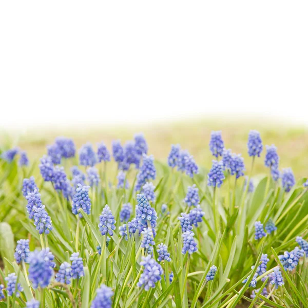 Hidacinto azul — Fotografia de Stock