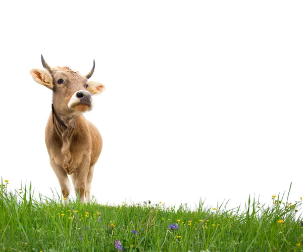 Vacca isolata — Foto Stock