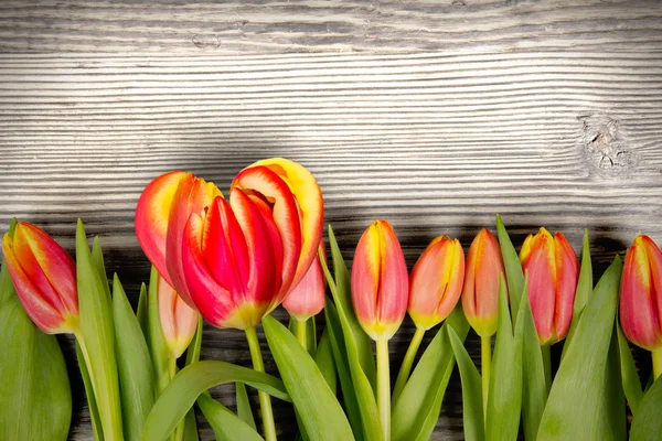 Tulipes — Stock fotografie