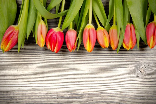Tulipes — 图库照片