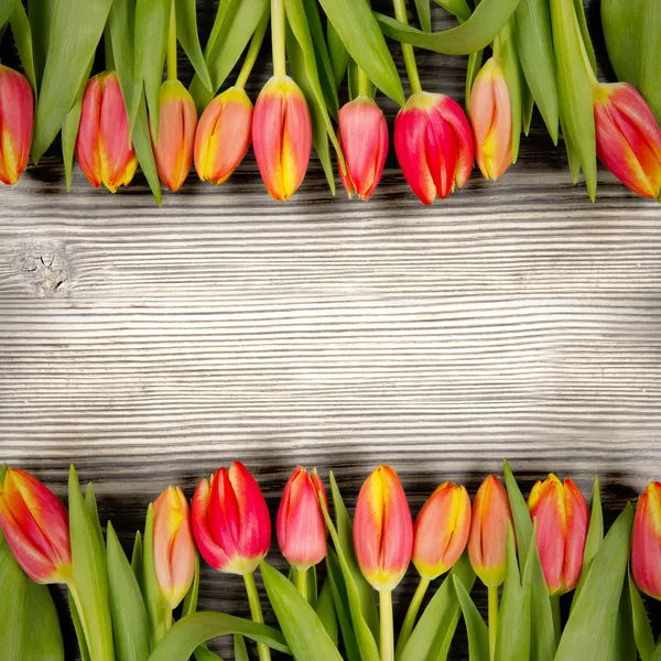 Tulpe — Stockfoto