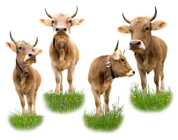 Cow collection — Stock Photo, Image