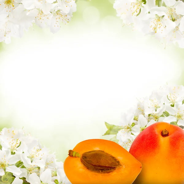 Aprikosen — Stockfoto