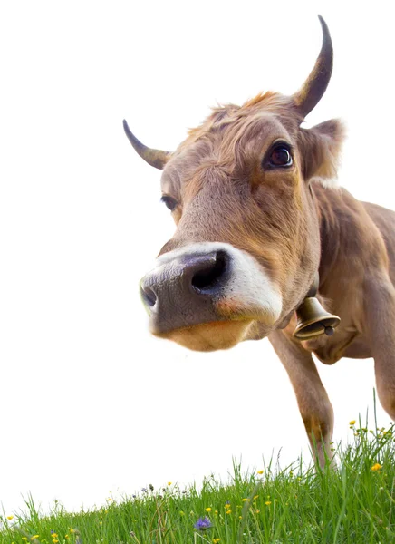 Cow head — Stock Photo, Image