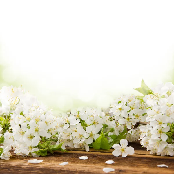 Blossoms — Stock Photo, Image