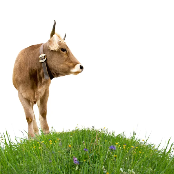 Koe op gras — Stockfoto