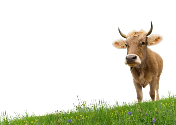 Standing cow — Stock Photo, Image