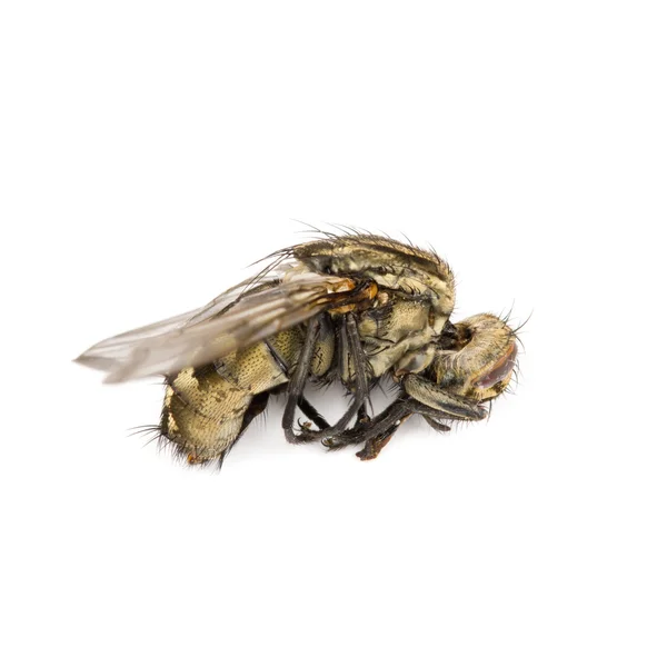 Fly isolated — Stock Photo, Image